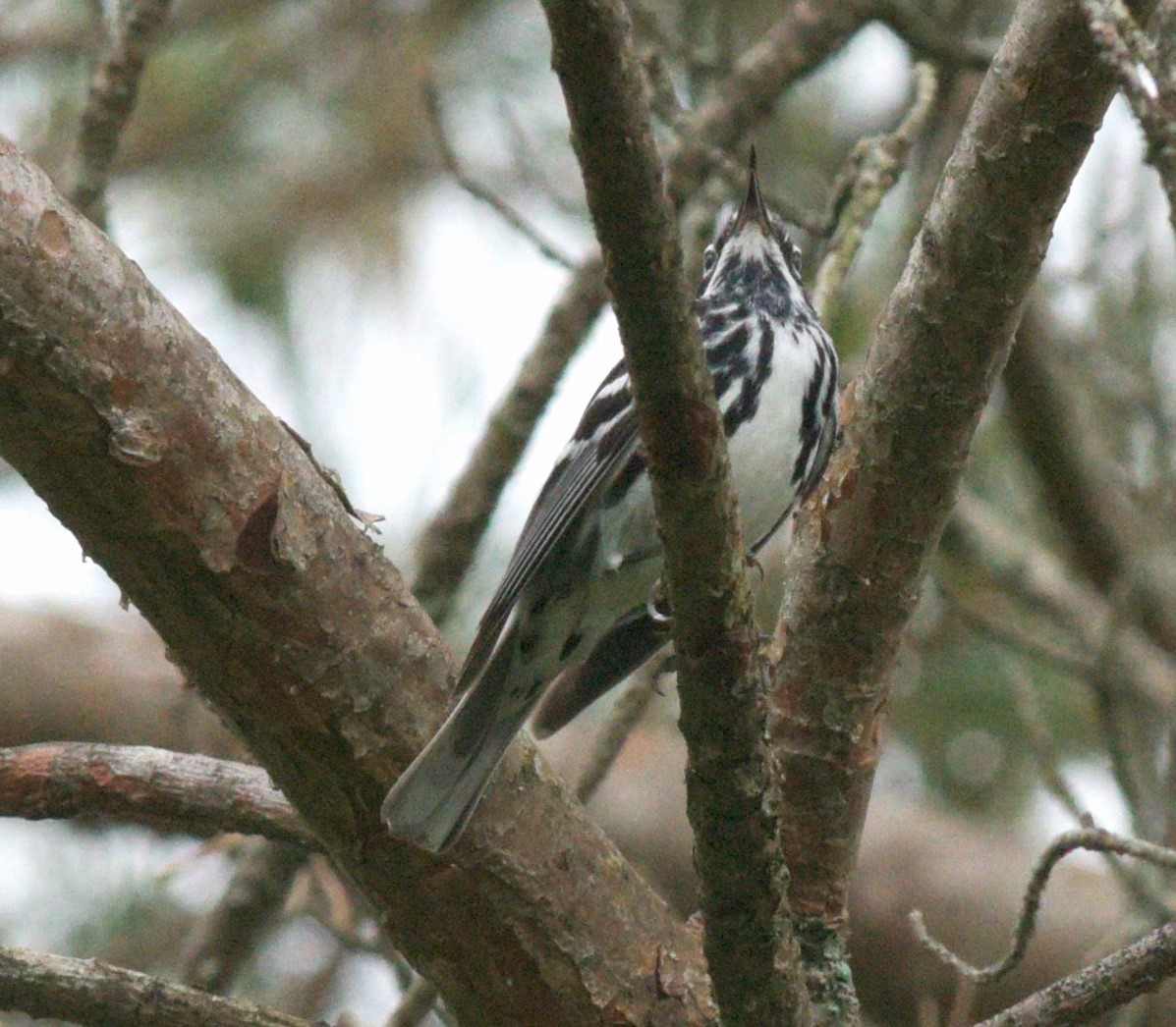 Black-and-white Warbler - ML620730859