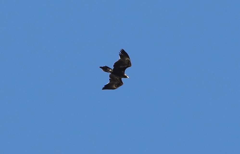 Wedge-tailed Eagle - ML620730860