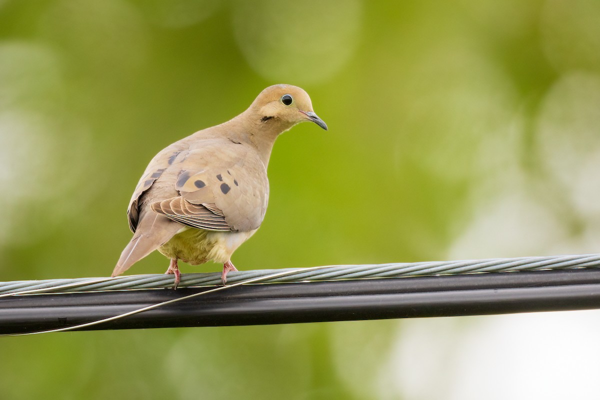 Mourning Dove - ML620730861