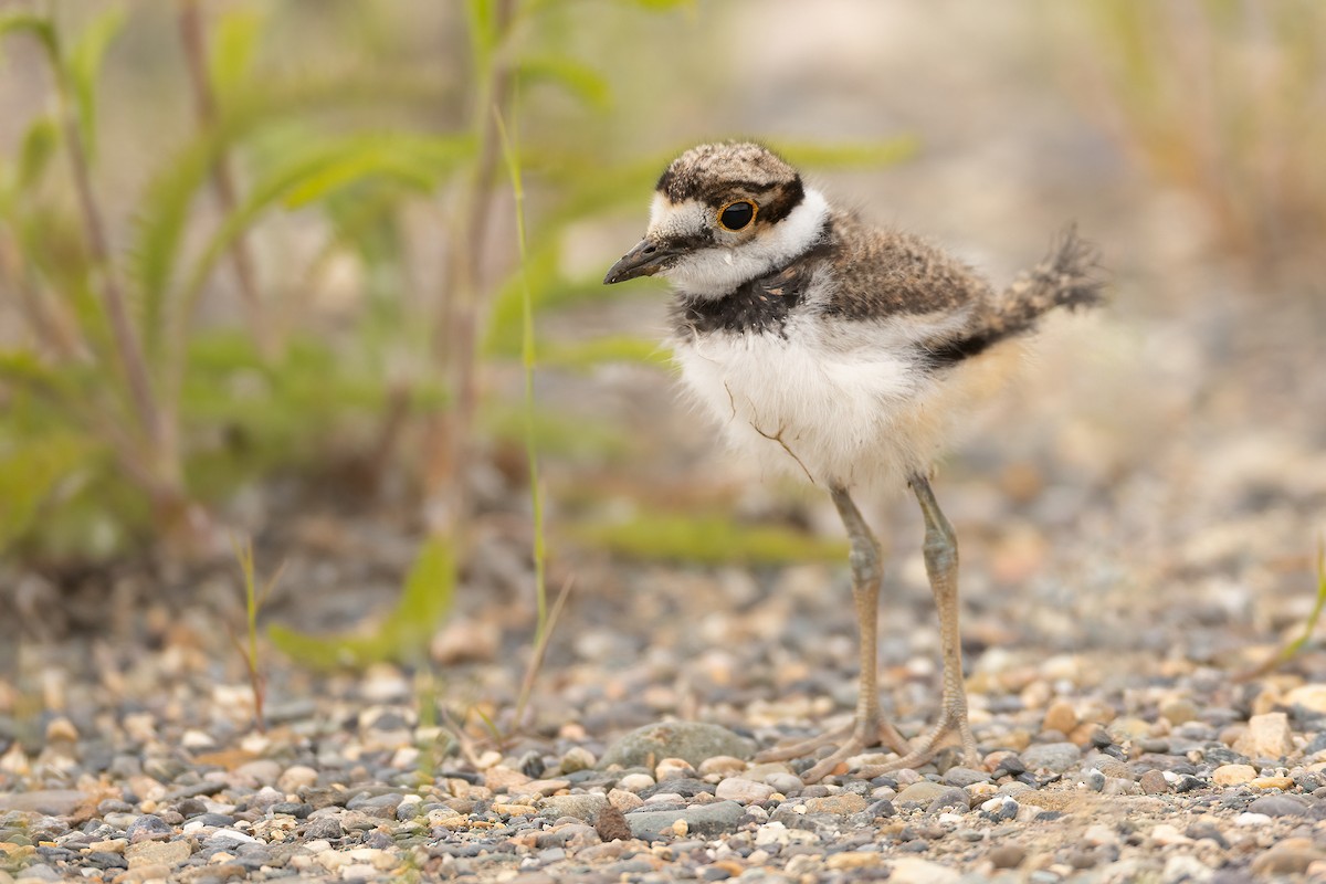 Killdeer - ML620730863