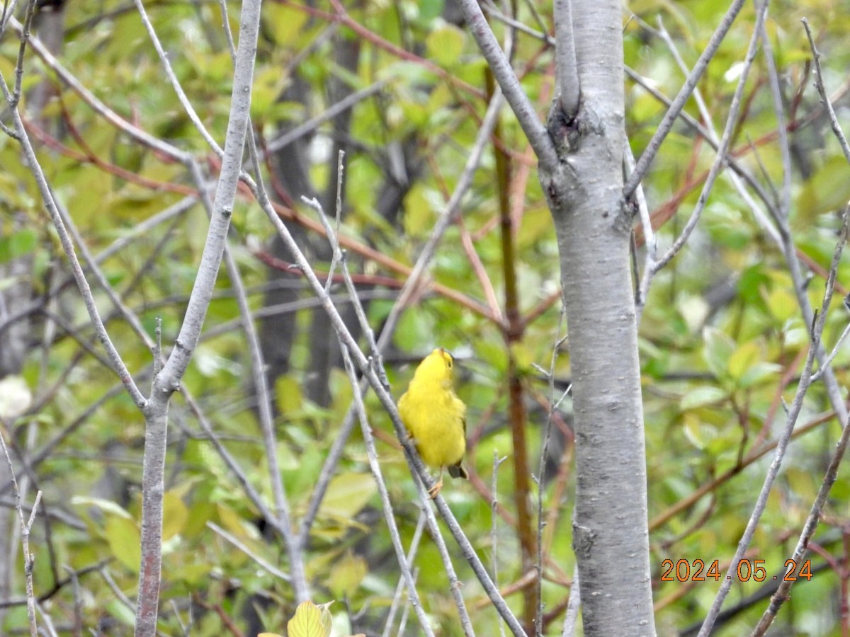 Wilson's Warbler - ML620730864