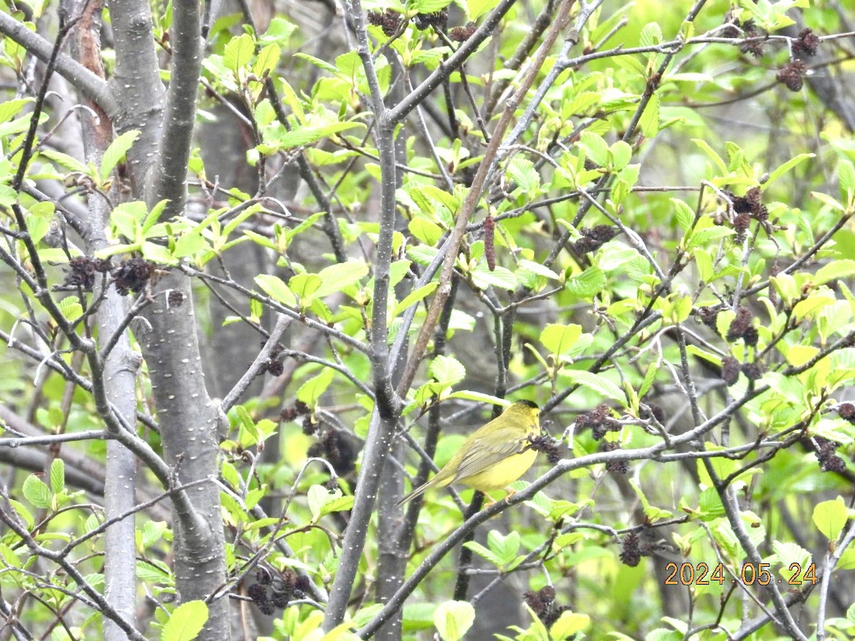 Wilson's Warbler - ML620730867