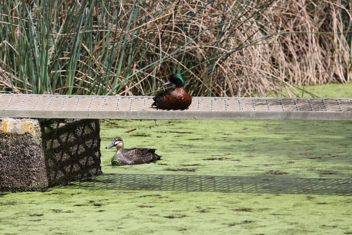 Pacific Black Duck - Soo sing Loke