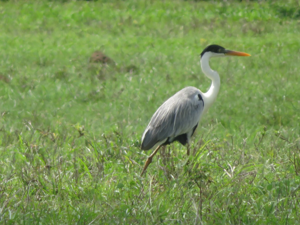 Garza Cuca - ML620730871