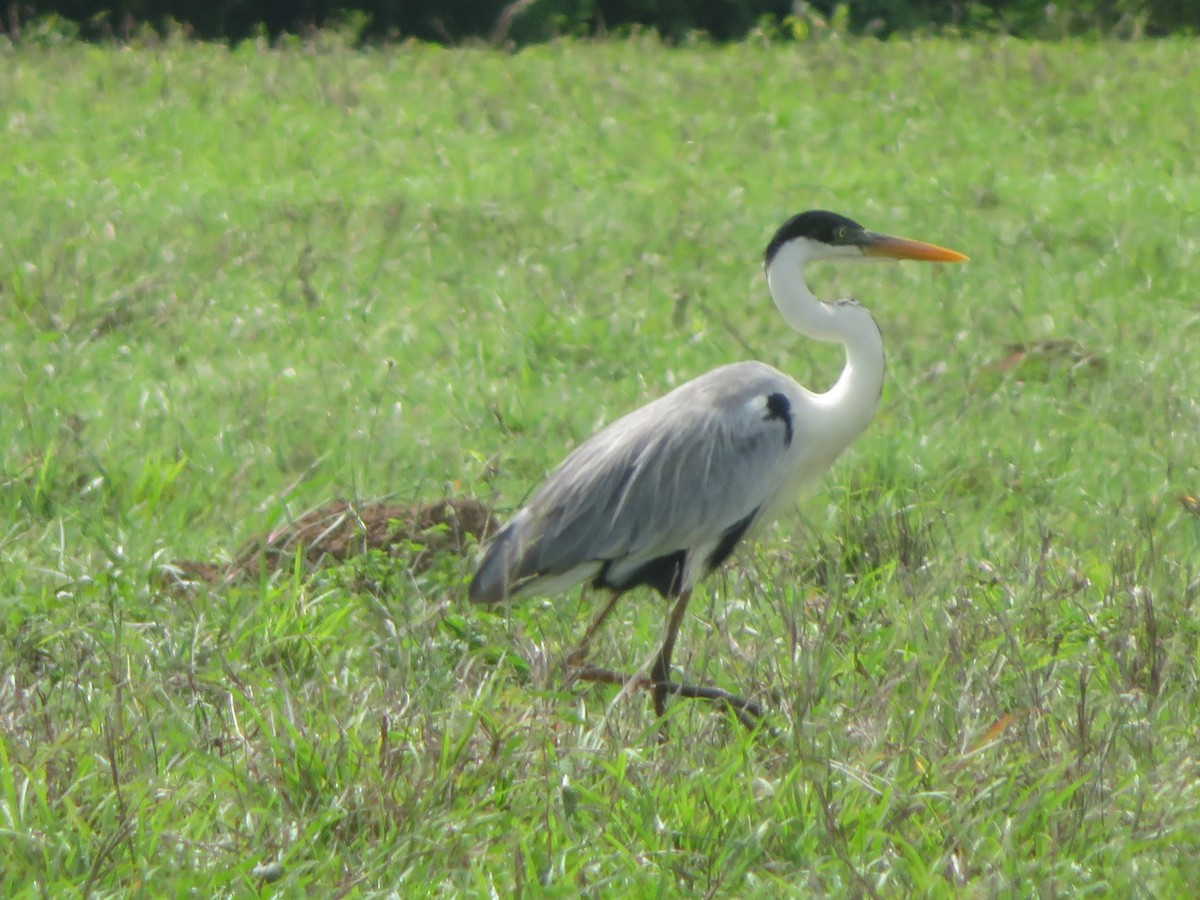 Garza Cuca - ML620730873