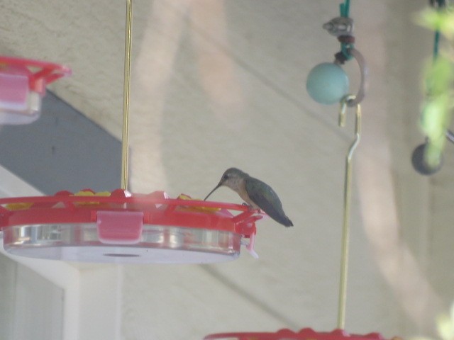 Black-chinned Hummingbird - ML620730875