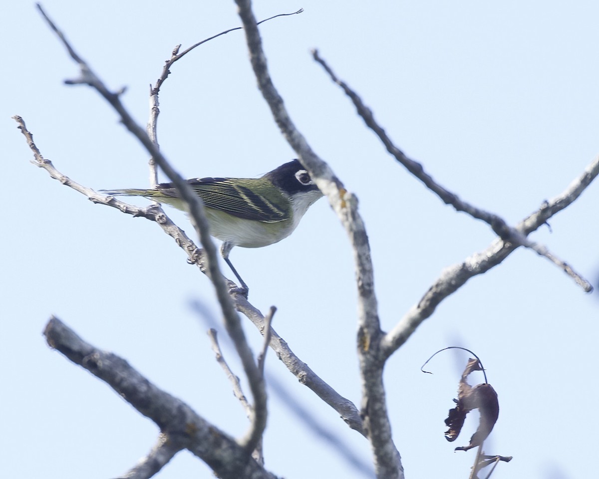 svarthettevireo - ML620730878