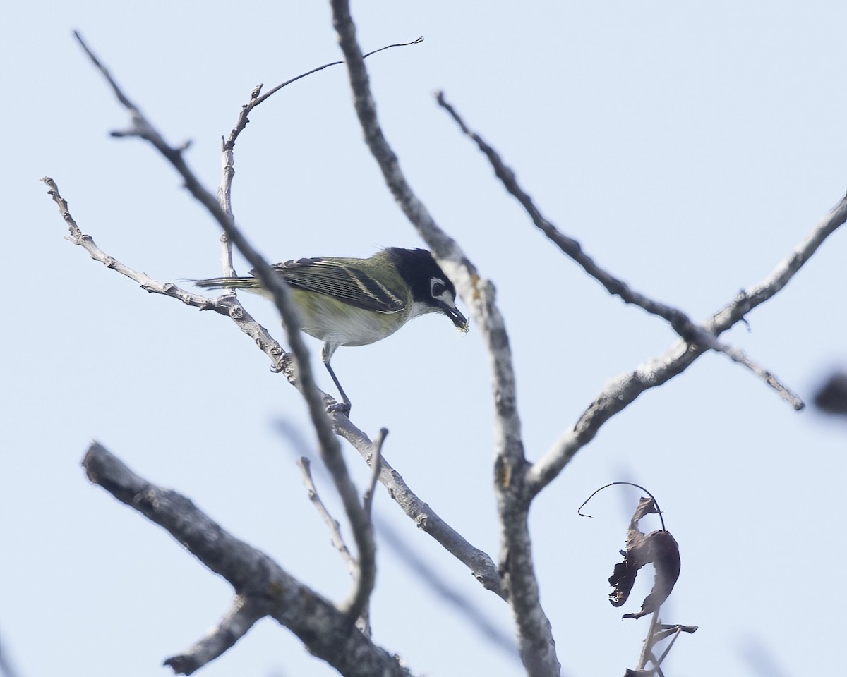 svarthettevireo - ML620730879