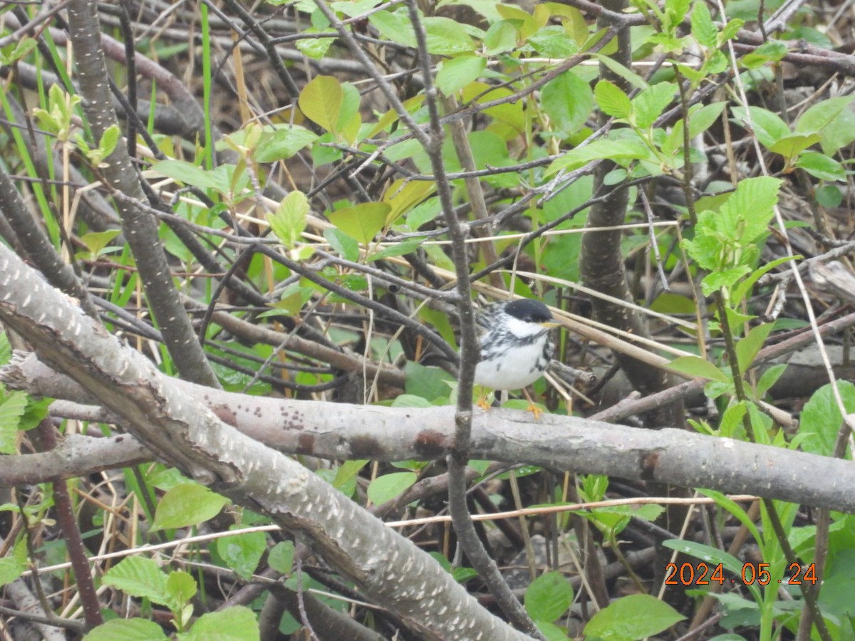 Blackpoll Warbler - ML620730880