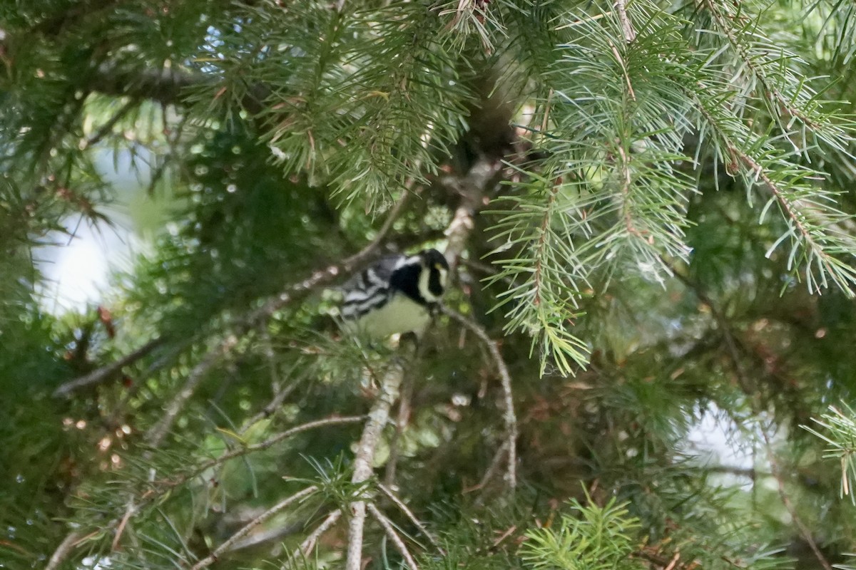 Black-throated Gray Warbler - Kevin Waggoner