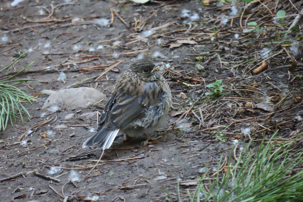 Dark-eyed Junco - ML620730883