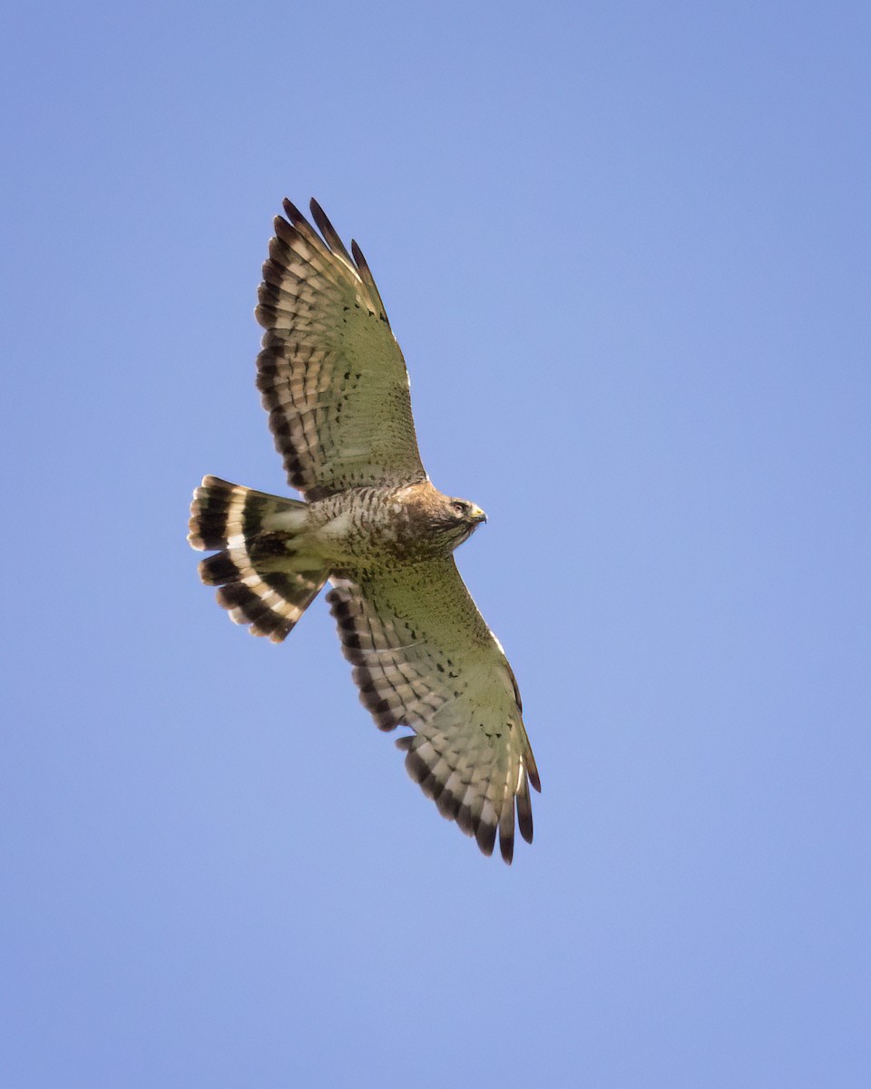 Broad-winged Hawk - ML620730884