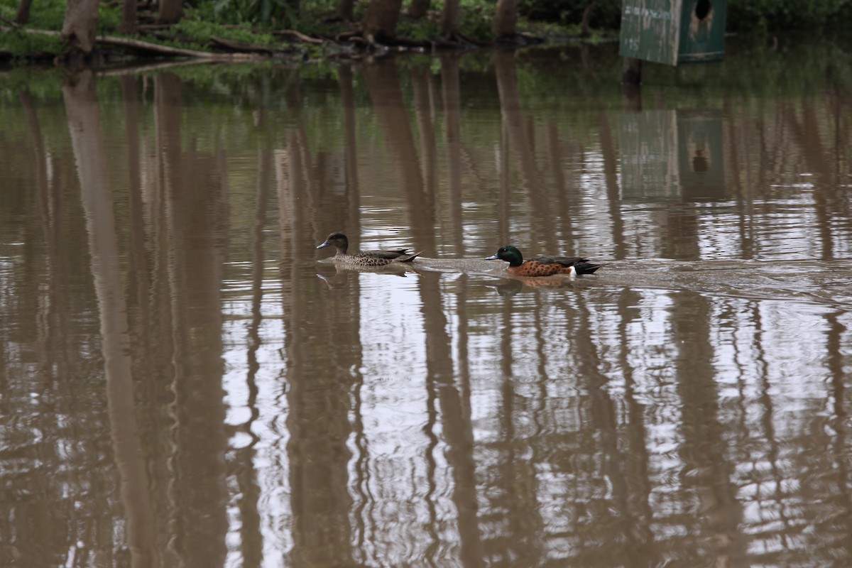 Chestnut Teal - Soo sing Loke