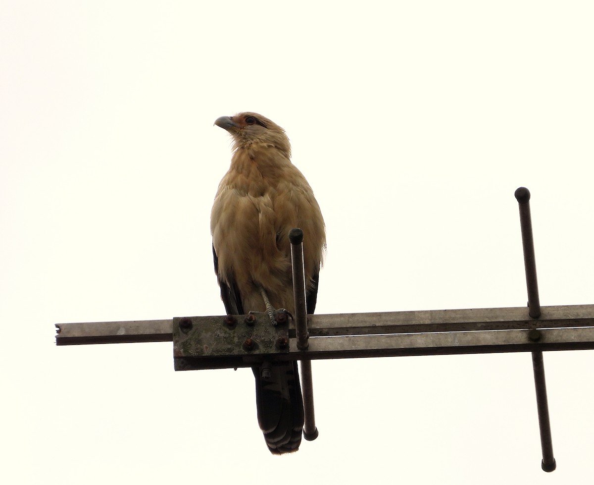 Yellow-headed Caracara - ML620730886