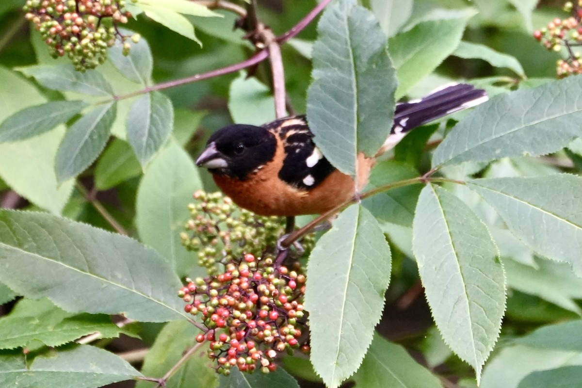 Black-headed Grosbeak - ML620730887