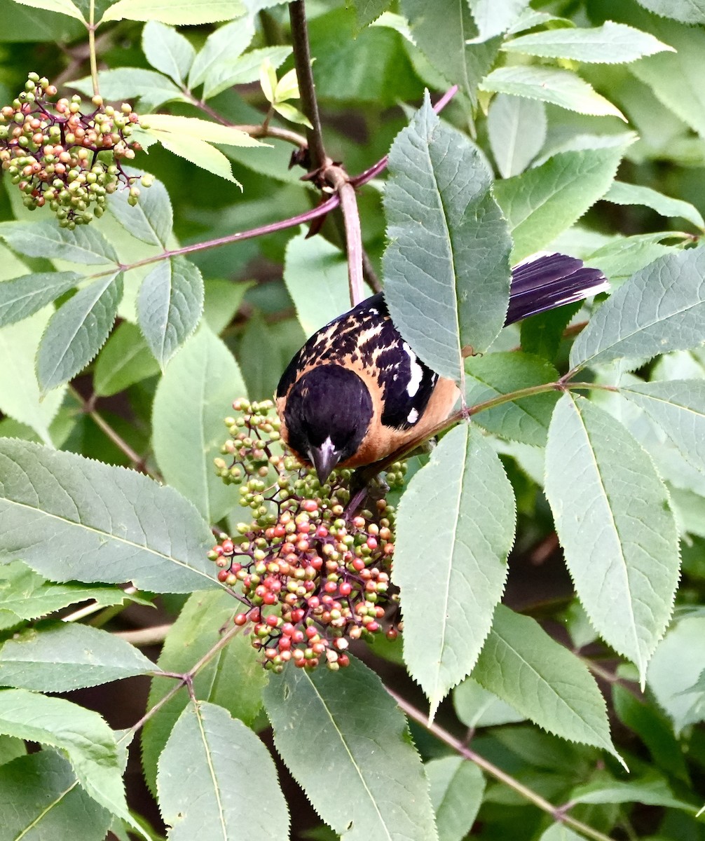 Black-headed Grosbeak - ML620730888