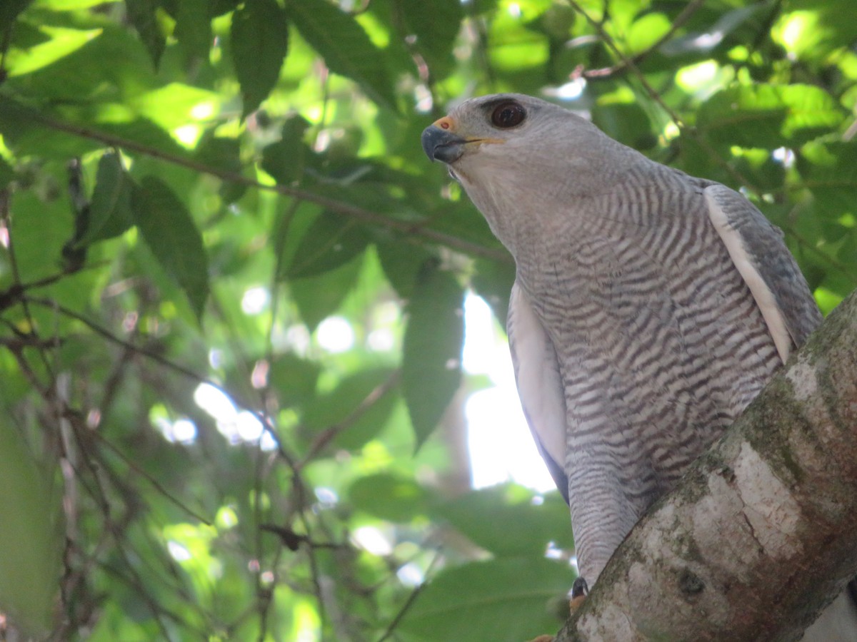 Gray-lined Hawk - ML620730889