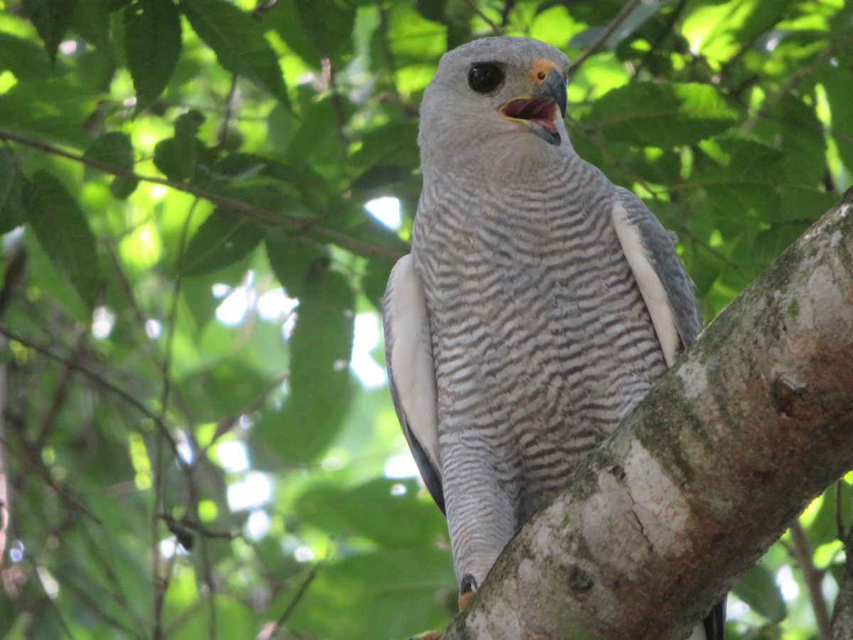 Gray-lined Hawk - ML620730890