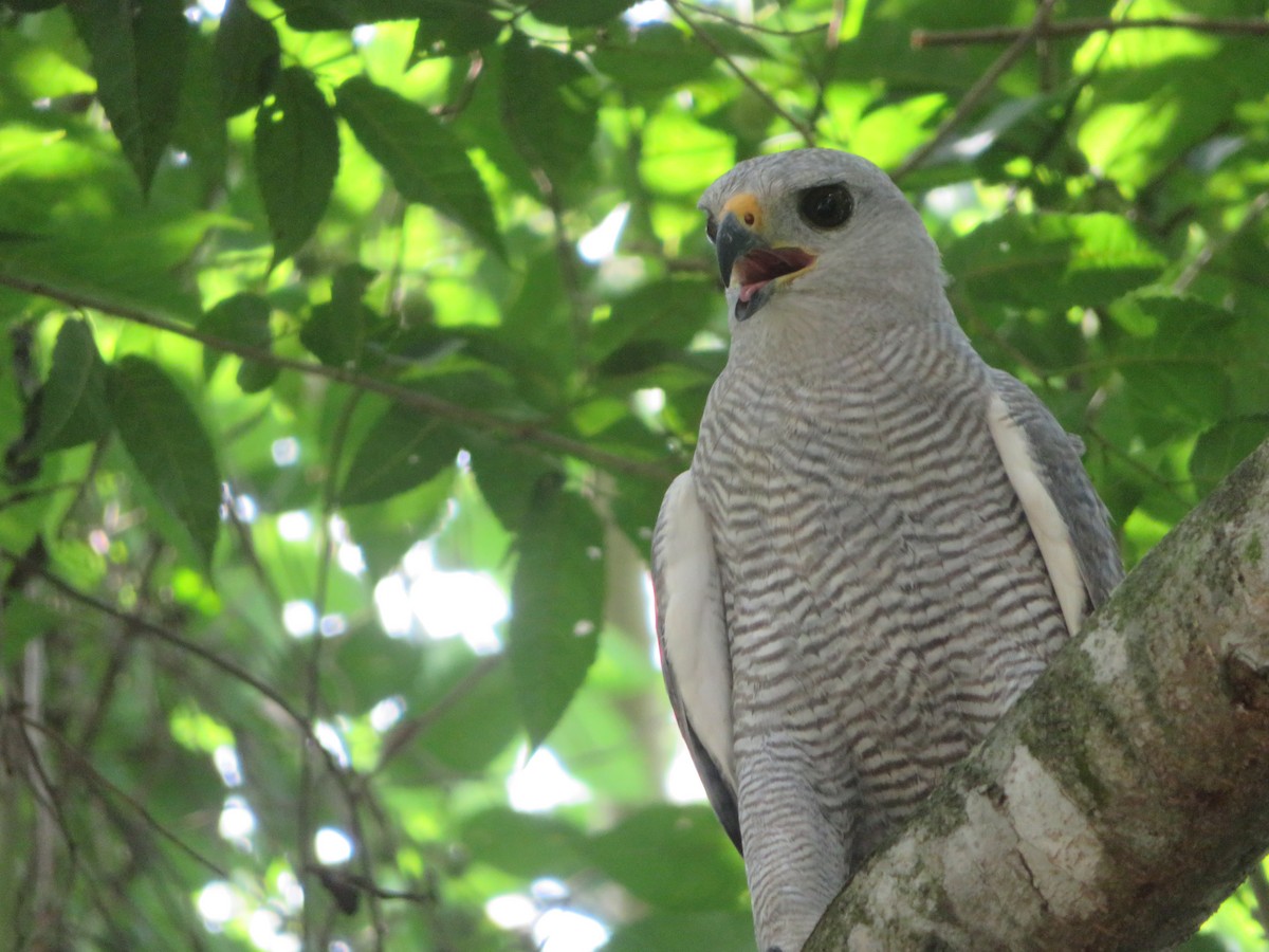 Gray-lined Hawk - ML620730891