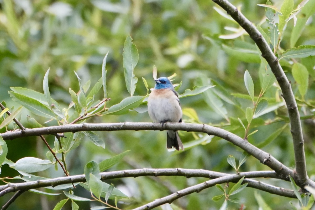 Lazuli Bunting - ML620730892