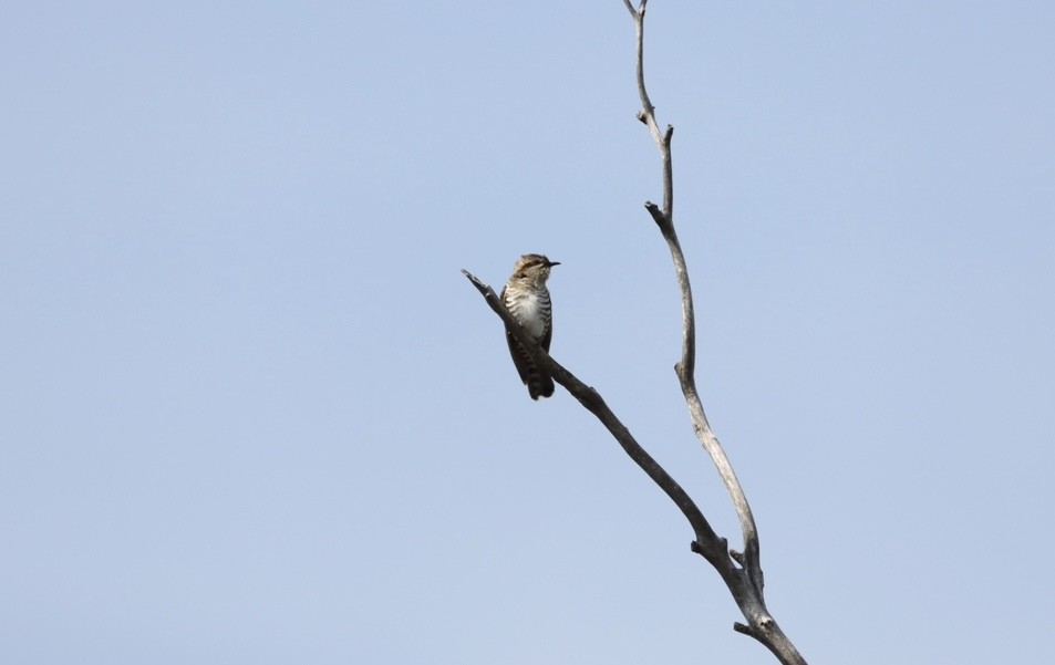 Horsfield's Bronze-Cuckoo - ML620730893