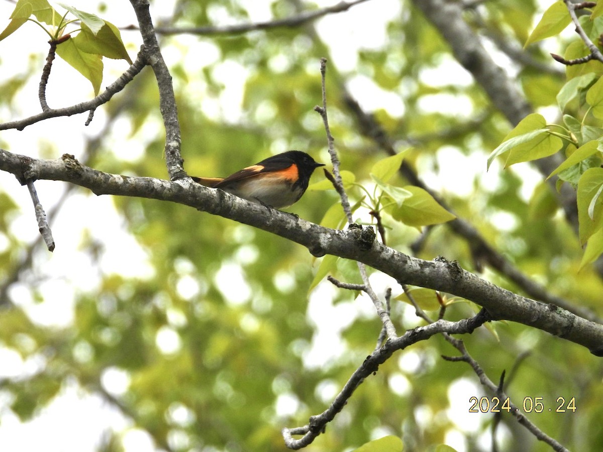 American Redstart - ML620730894