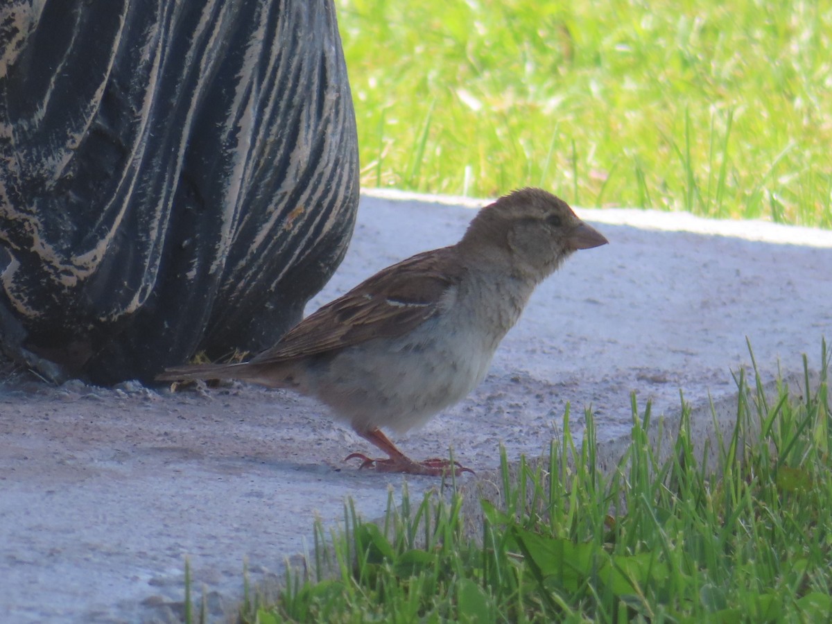 House Sparrow - ML620730895