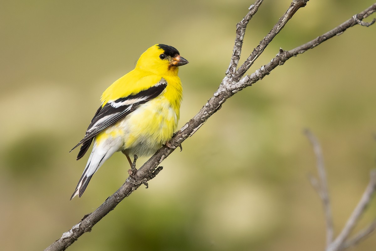 American Goldfinch - ML620730896