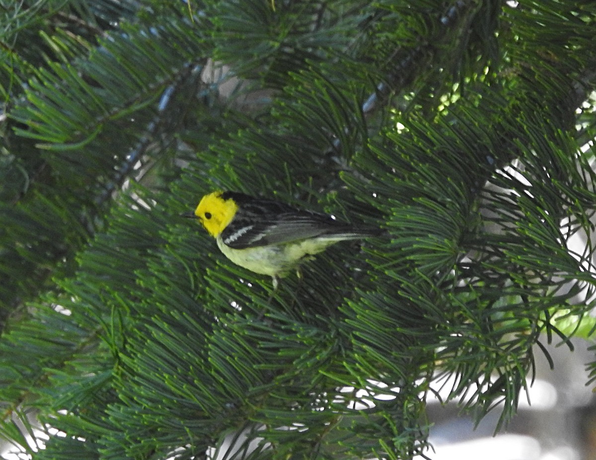 Paruline à tête jaune - ML620730897