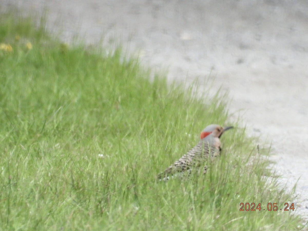 Northern Flicker - ML620730899