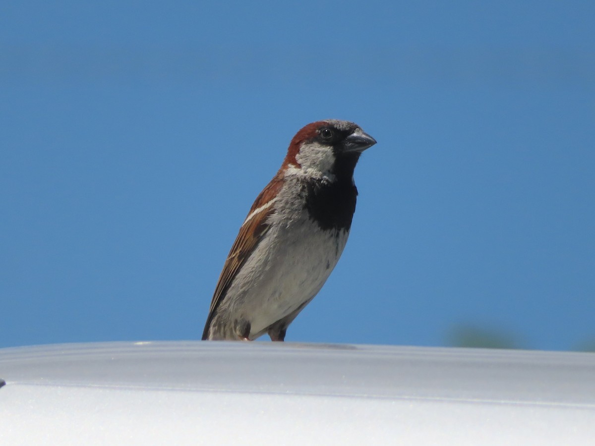 Moineau domestique - ML620730904