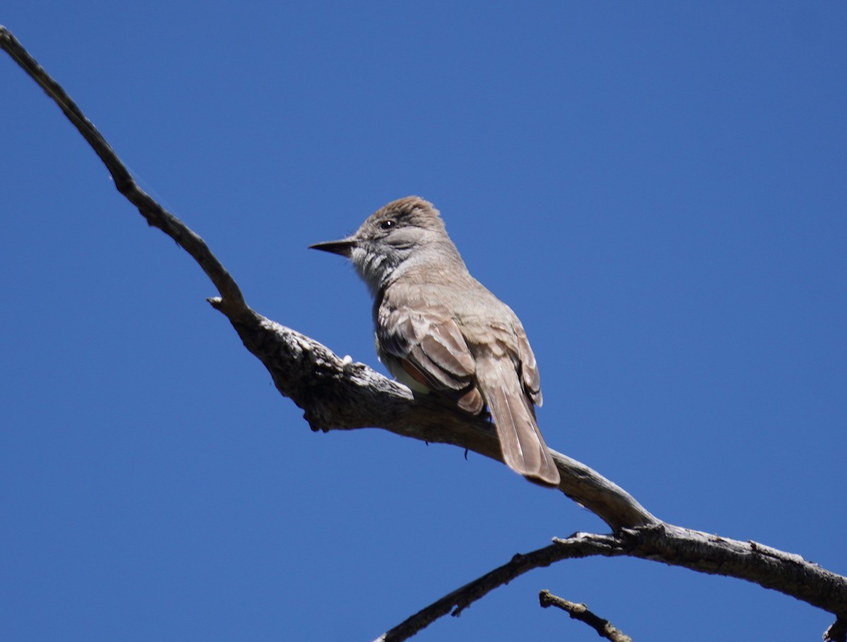 Ash-throated Flycatcher - Sud Menon