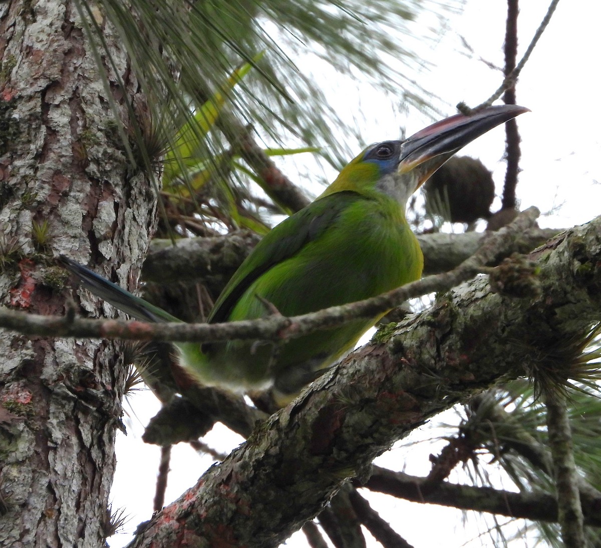 Groove-billed Toucanet - ML620730914