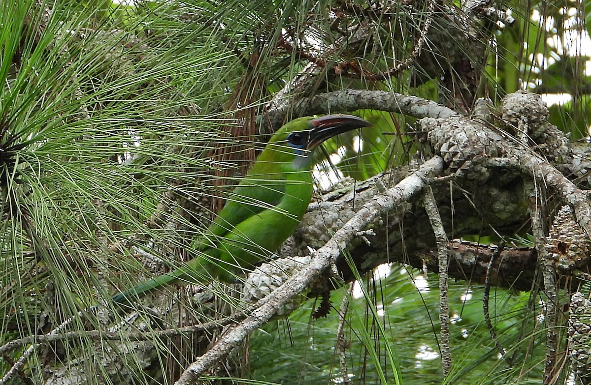 Toucanet à bec sillonné - ML620730915