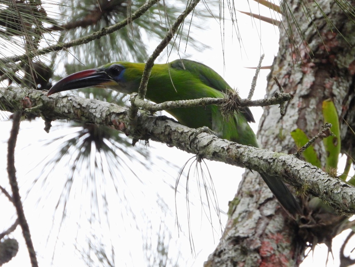 Toucanet à bec sillonné - ML620730916