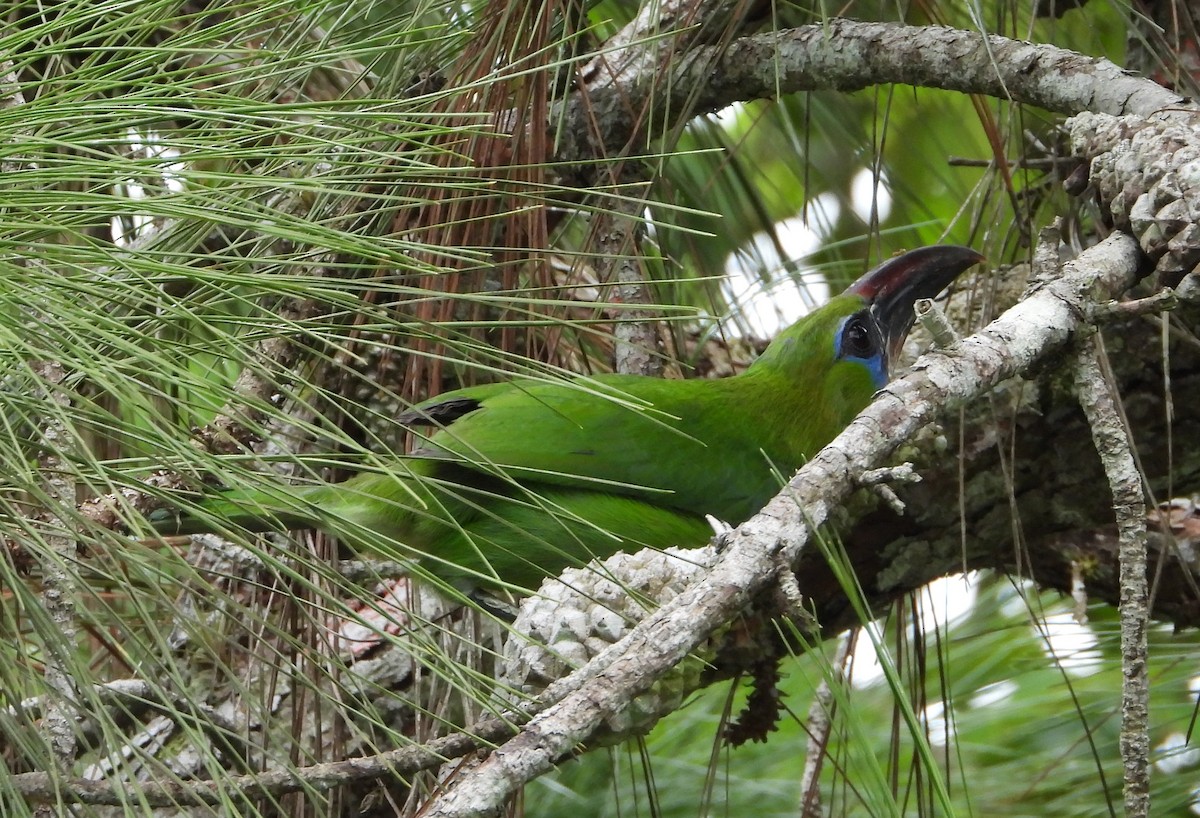 Toucanet à bec sillonné - ML620730917