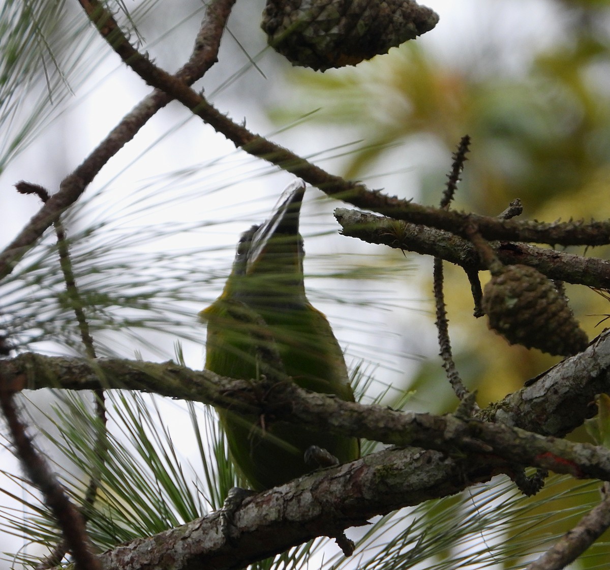 Groove-billed Toucanet - ML620730918