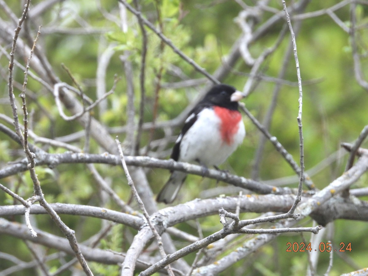 Rose-breasted Grosbeak - Lyne Pelletier