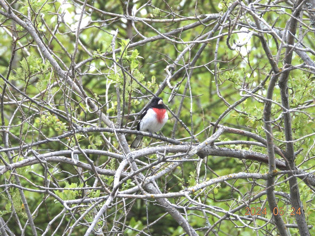 Rose-breasted Grosbeak - Lyne Pelletier