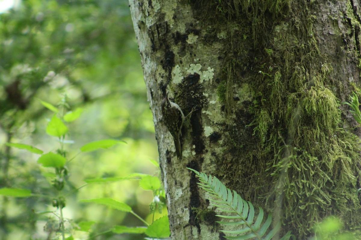 Brown Creeper - ML620730938