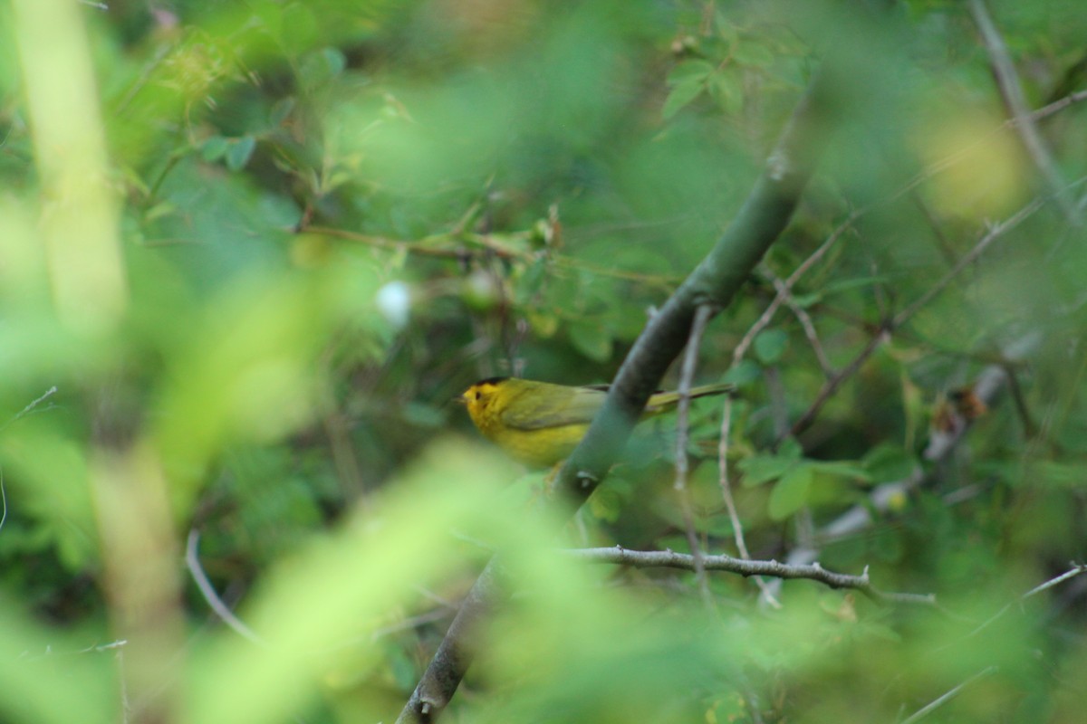 Wilson's Warbler - ML620730944