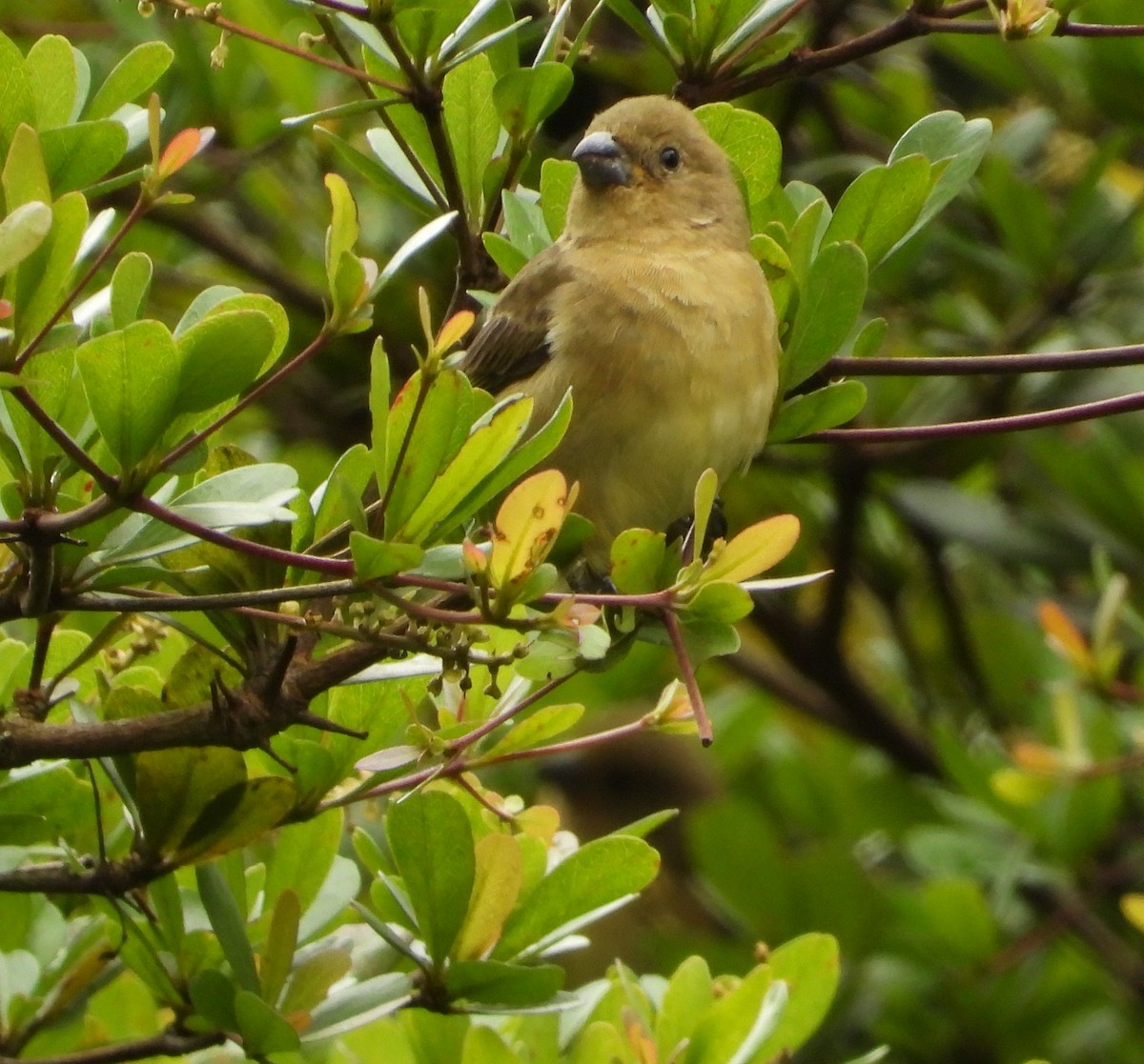 Yellow-bellied Seedeater - ML620730947