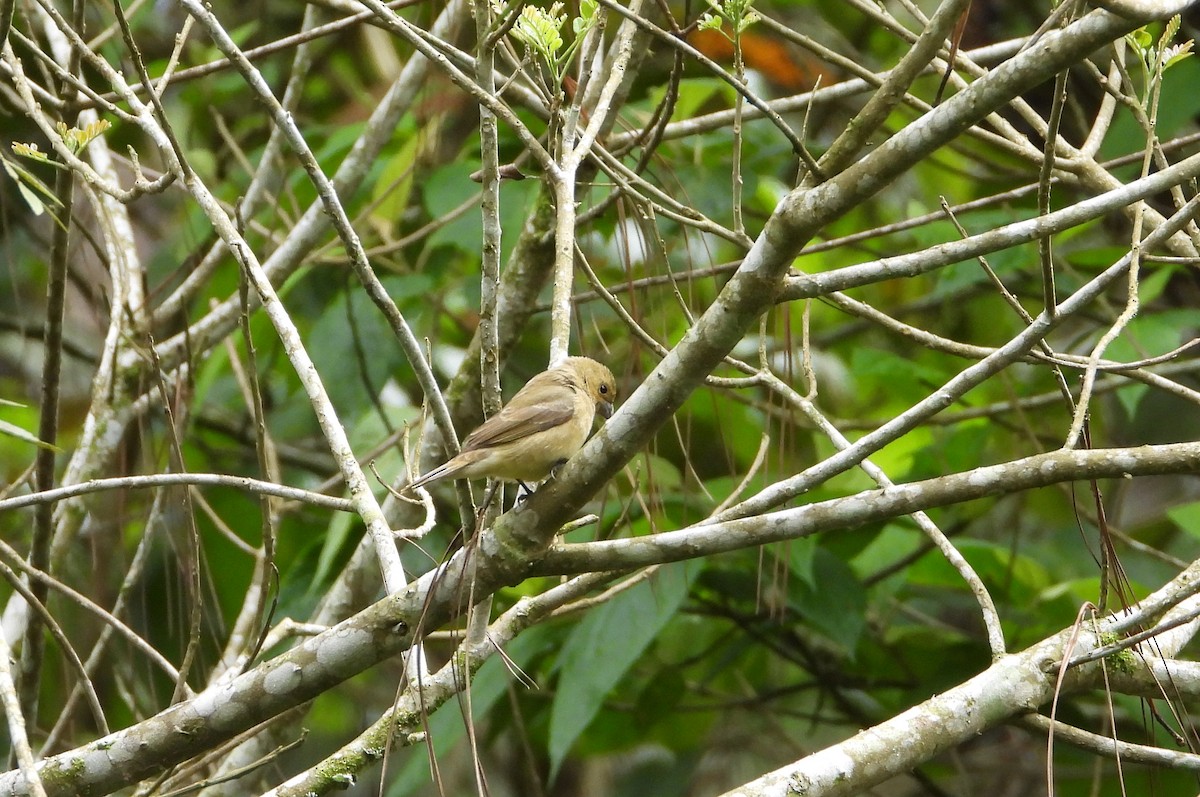 Yellow-bellied Seedeater - ML620730949