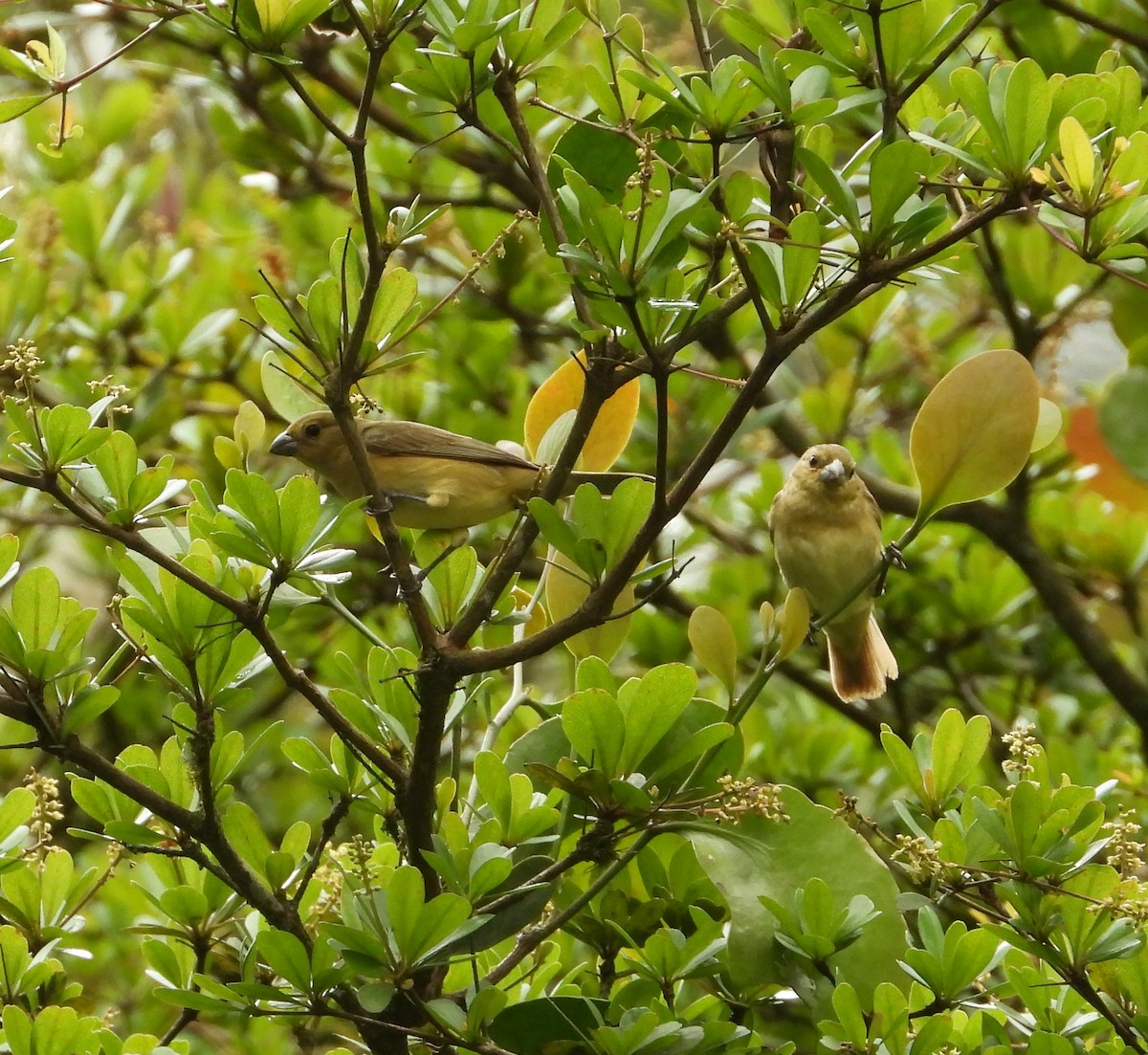 Yellow-bellied Seedeater - ML620730950