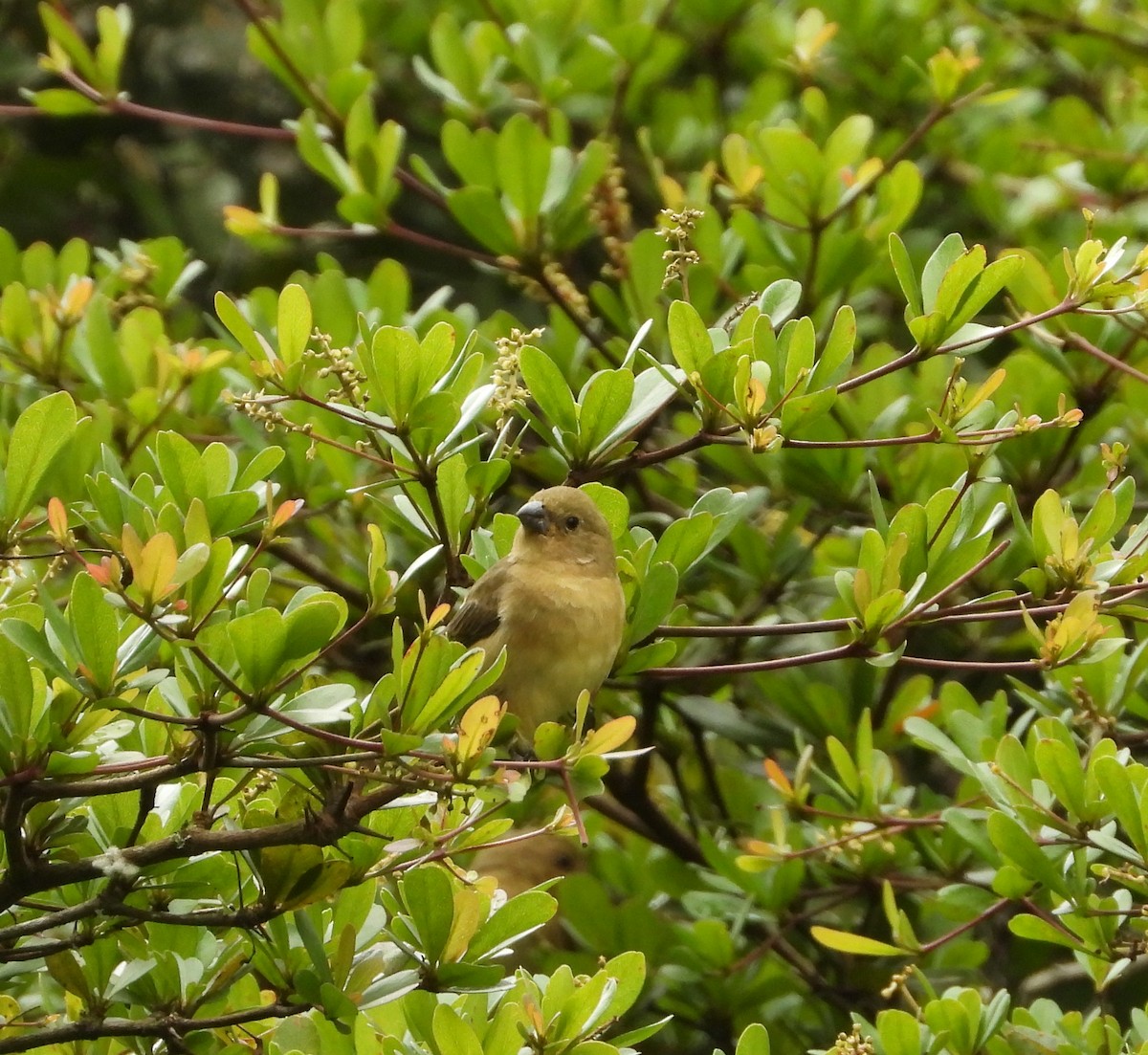 Yellow-bellied Seedeater - ML620730951