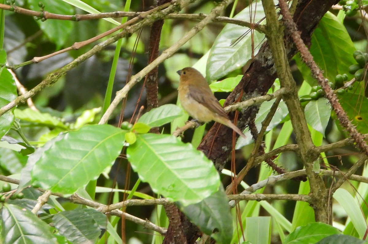 Yellow-bellied Seedeater - Manuel Pérez R.