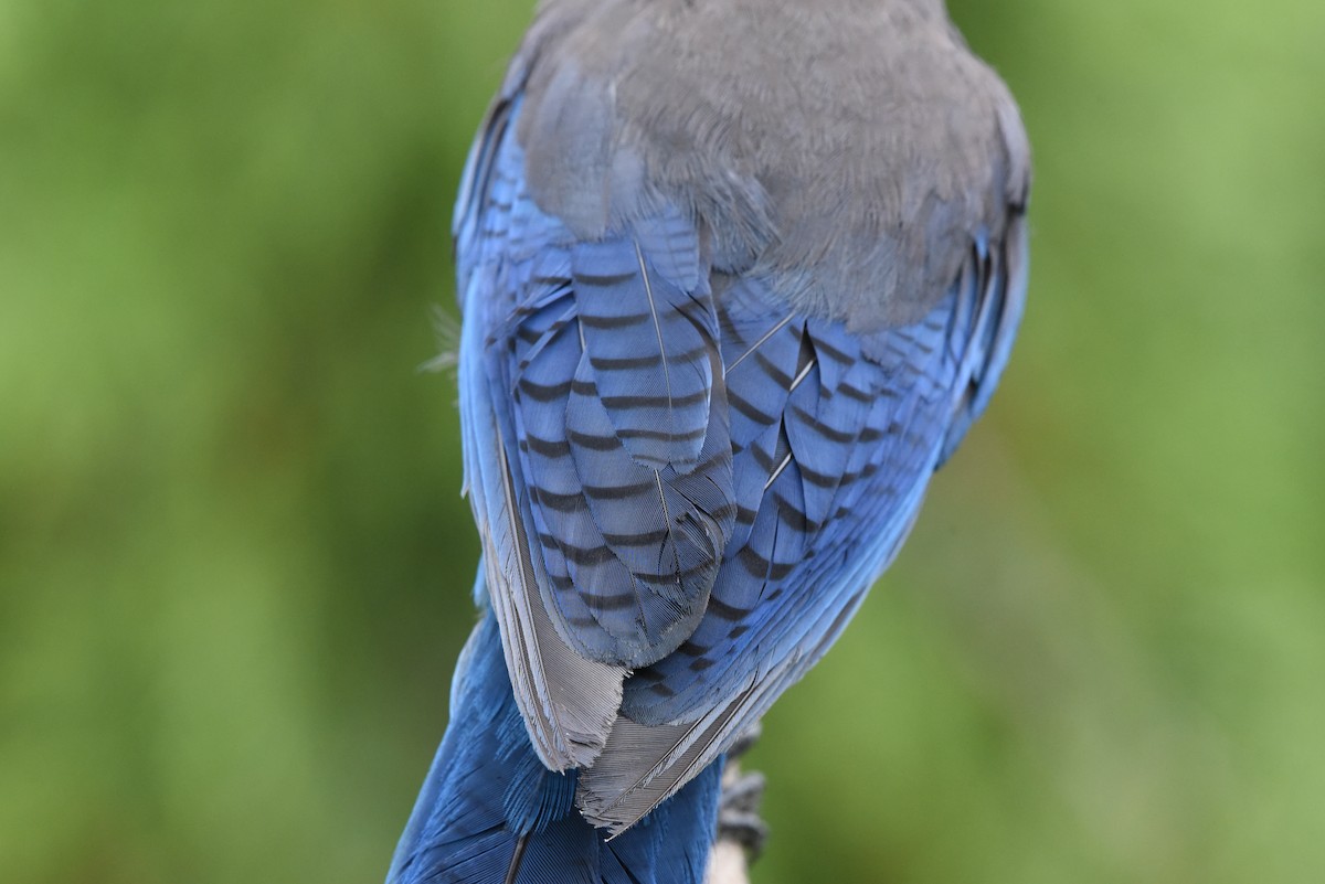 Steller's Jay - ML620730954