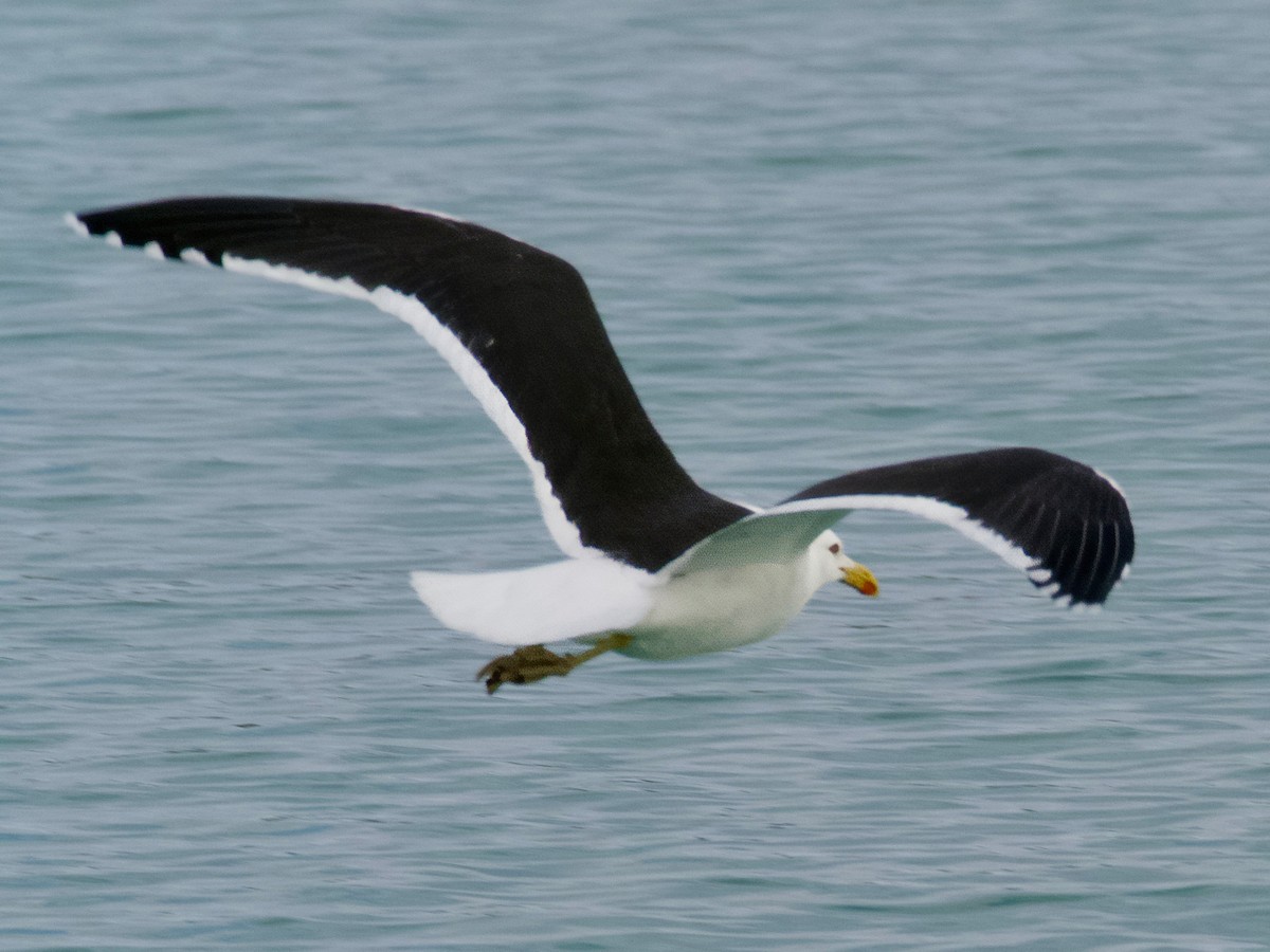 Kelp Gull - ML620730958