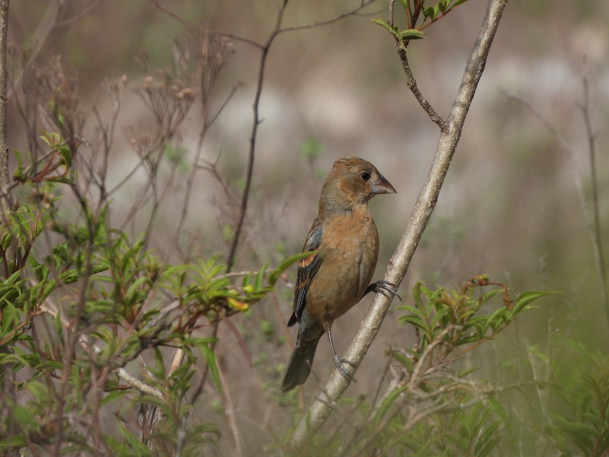 Blue Grosbeak - ML620730961