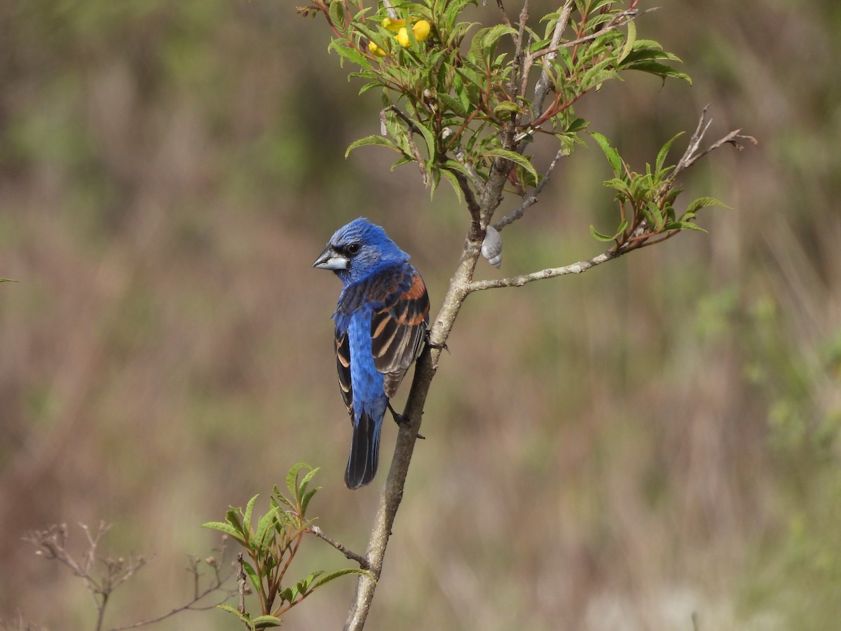 Blue Grosbeak - ML620730962